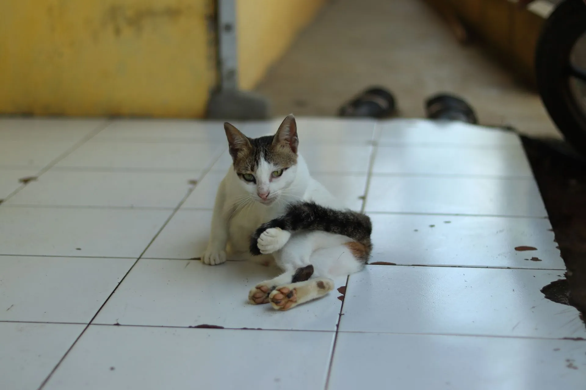Kucing putih dengan corak tabby duduk di lantai keramik putih, sedang menjilati dan membersihkan salah satu kakinya dengan seksama.