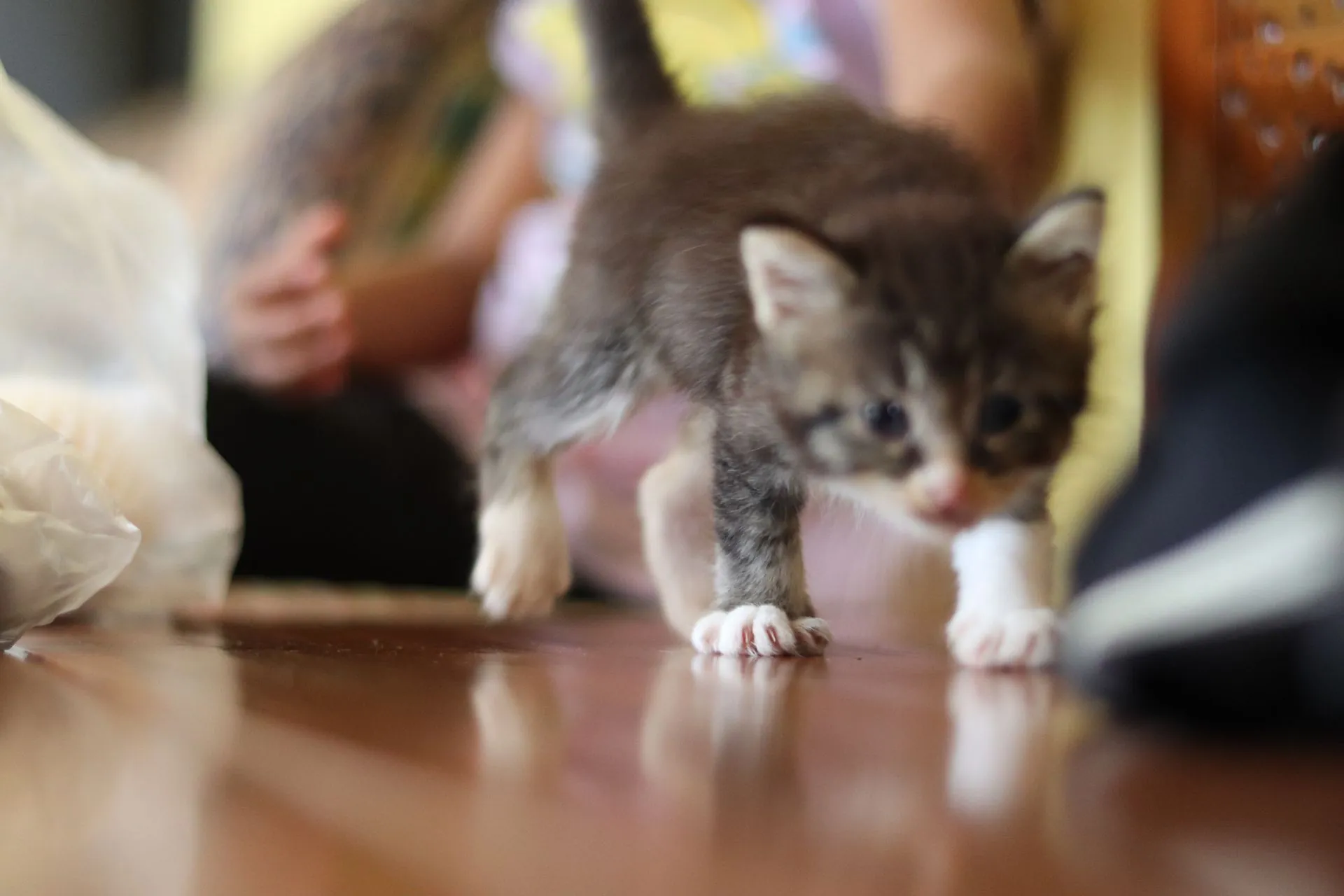 Anak kucing tabby mungil dengan kaki putih berjalan dengan penuh rasa ingin tahu di atas permukaan meja kayu yang reflektif.