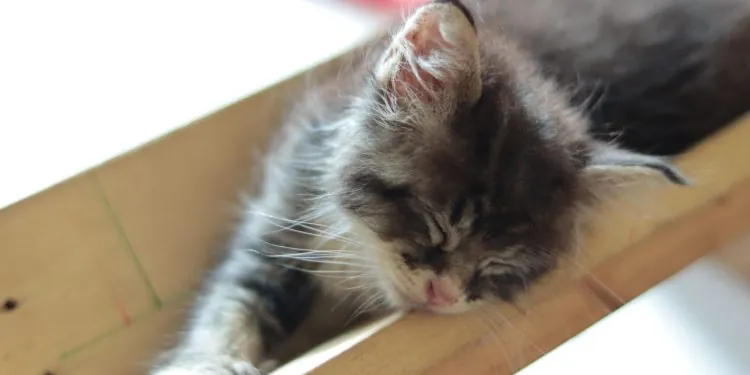 Cats of Hibrkraft: Kisah Inspirasi & Filosofi Kucing di Balik Jurnal Kulit Kustom