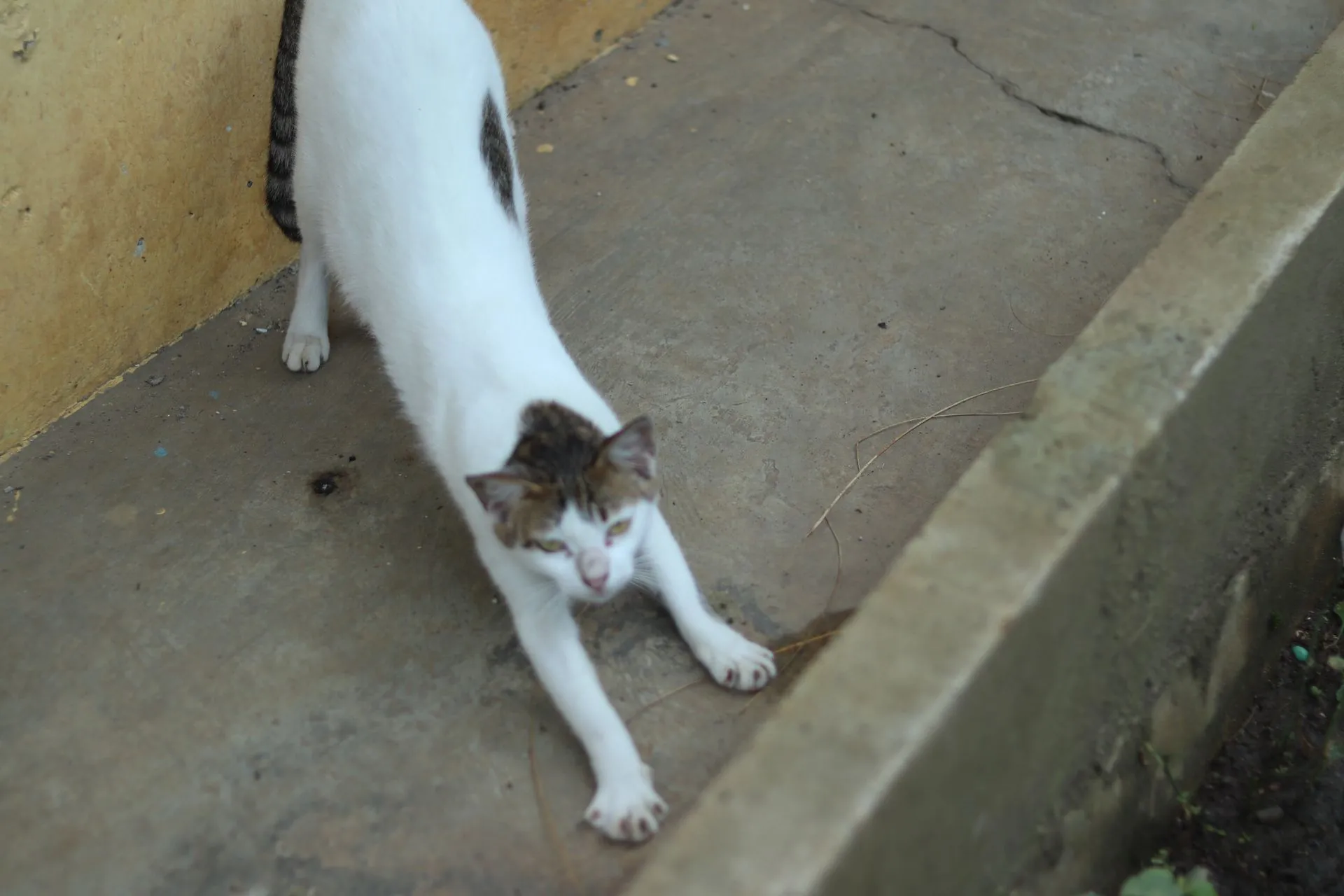 Seekor kucing putih dengan corak tabby sedang meregangkan tubuhnya di lantai beton, menunjukkan kelenturan dan kenyamanan.